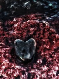 Full frame shot of sea turtle