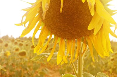 Close-up of sunflower blooming in field