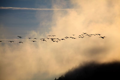 Low angle view of bird flying in sky