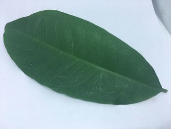 Close-up of wet green leaves