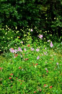 Close-up of wildflowers blooming outdoors