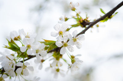 Close-up of white cherry blossoms in spring