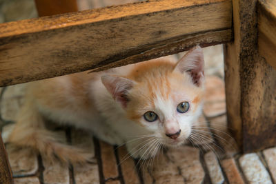 Close-up portrait of cat in cage