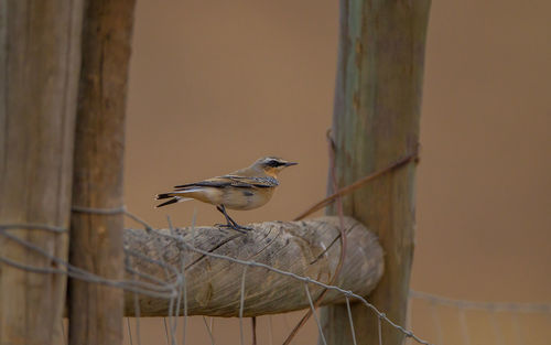 Bird perching on a tree