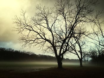 bare tree