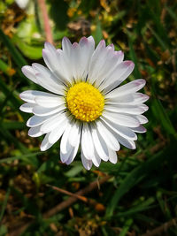 Close-up of white daisy flower