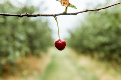 Close-up of red berries growing on tree