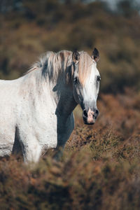 Side view of a horse on field