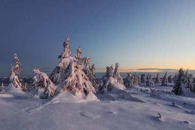 Snow covers lot of ground and trees. magical winter landscape.