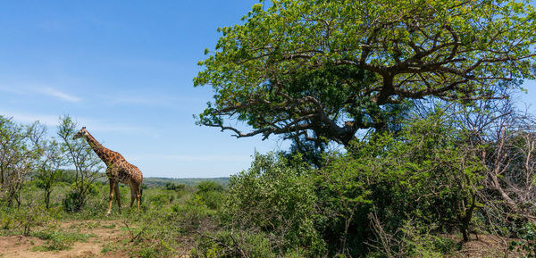 Tree on landscape against sky