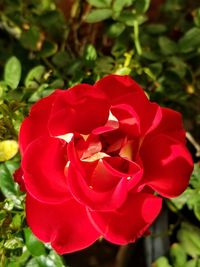 Close-up of red rose