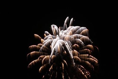 Close-up of flowers over black background