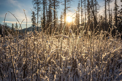 Scenic view of frozen field against sky during sunset