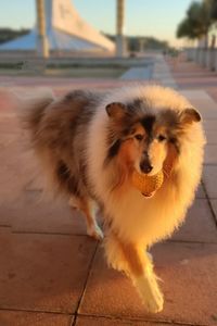 Portrait of dog standing on footpath