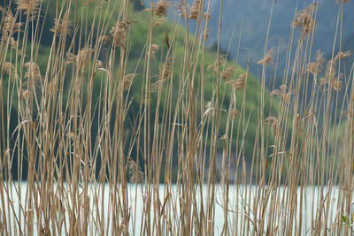 Close-up of bamboo plants growing outdoors