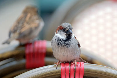 Close-up of birds perching on railing