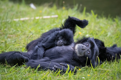 Monkeys mother an child playing in a field