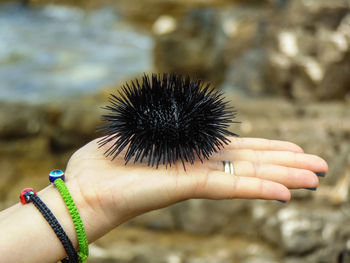 Close-up of hand holding dandelion