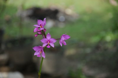 Close-up of pink flowering plant