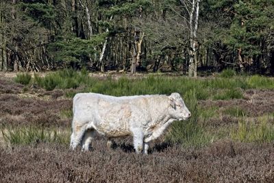 Sheep grazing on field