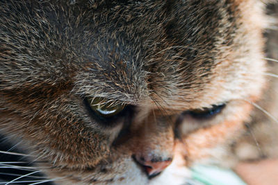 Close-up of cat