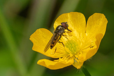 Close-up of insect on buttercup 
