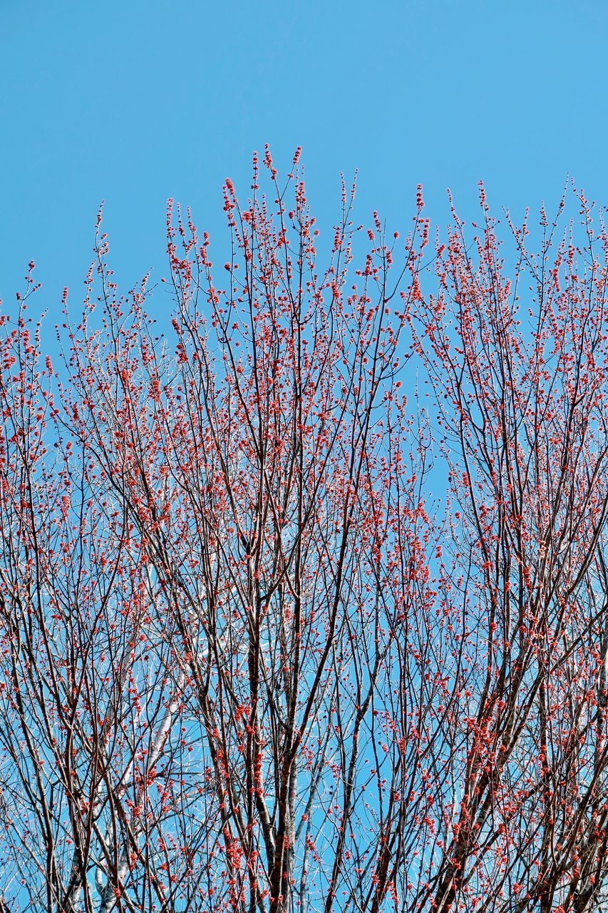 LOW ANGLE VIEW OF FLOWERING PLANT AGAINST SKY