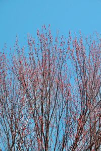 Low angle view of flowering tree against blue sky