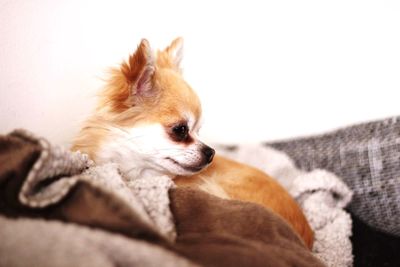 Close-up of dog sleeping at home