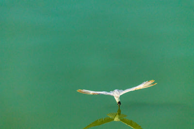 Close-up of a bird flying