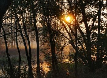 Sunlight streaming through trees in forest during sunset