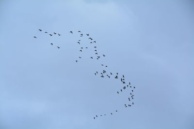 Low angle view of birds flying against sky