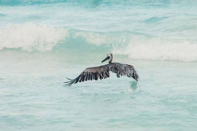 View of pelican flying over sea 