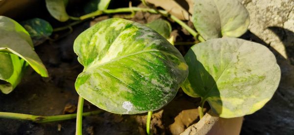 High angle view of fresh green leaf