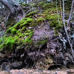 Rocks in forest