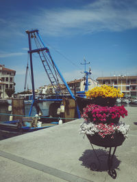 View of red flowering plants in city against sky