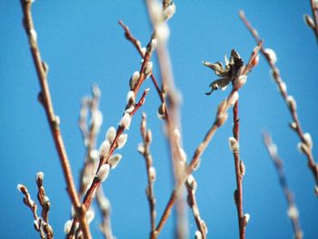 Low angle view of flowering plants against sky