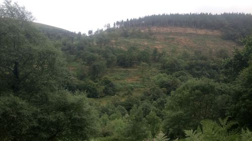 Scenic view of forest against clear sky