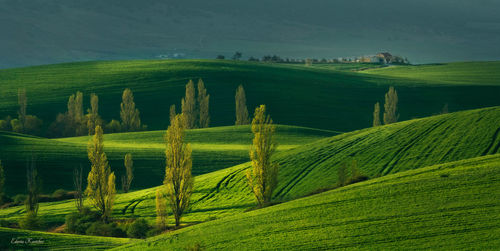 Scenic view of vineyard against sky