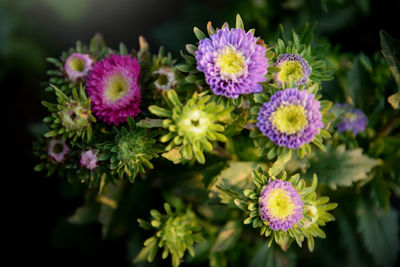 Close-up of honey bee on flowers