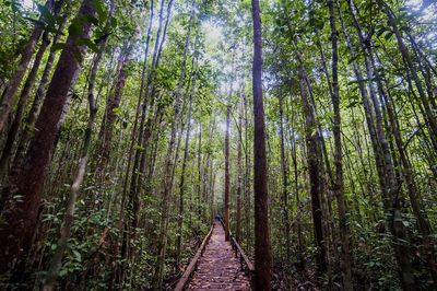 View of bamboo trees in forest