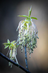 Close-up of wilted plant