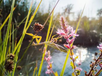 Close-up of flowering plants on land