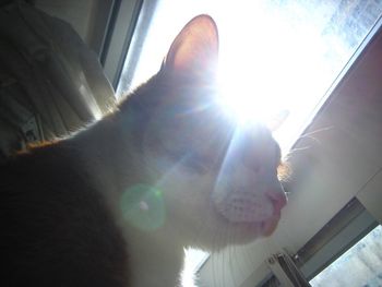 Close-up of cat on window at home