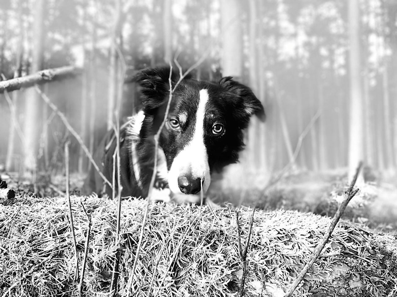 one animal, mammal, animal themes, domestic, pets, domestic animals, animal, vertebrate, canine, plant, dog, land, no people, nature, field, day, grass, portrait, border collie, selective focus, outdoors, animal head