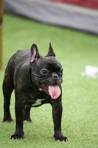 Portrait of a dog on field