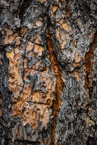 Full frame shot of tree