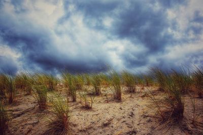 Plants growing on land against sky