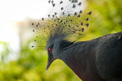 Victoria crowned pigeon, latin goura victoria from the side with a view downwards