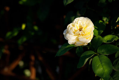 Close-up of white rose